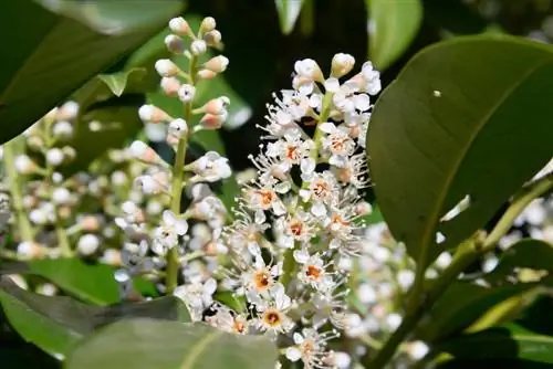 cherry laurel in plant stones