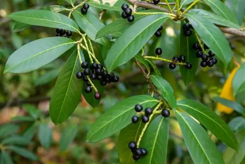 Laurel cereza-venenoso-para-las-ovejas