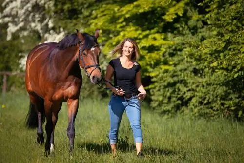 Louro cereja venenoso para cavalos