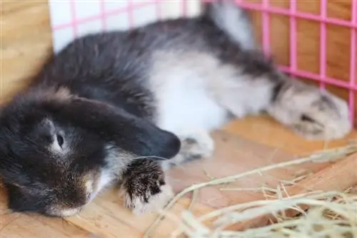 Lapins au jardin : Comment éviter les risques liés au laurier-cerise