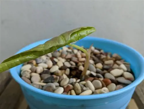 Matagumpay na nagpapalaganap ng Alocasia: Ganito ito garantisadong gagana