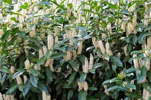 Long-lasting cherry laurel hedges: Ano ang kailangan mong malaman?