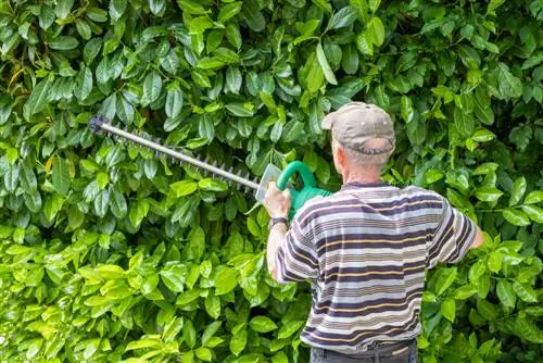 Panatilihing makitid ang cherry laurel: Mga tip para sa pangangalaga at pagpili ng iba't ibang uri