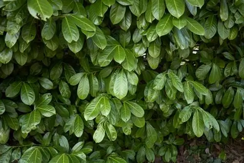 Cherry laurel inaruhusu majani hutegemea