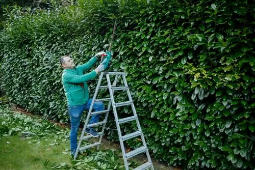 Buang potongan cherry laurel