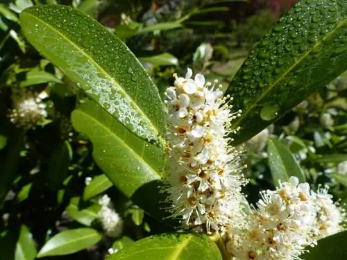 cherry laurel sun