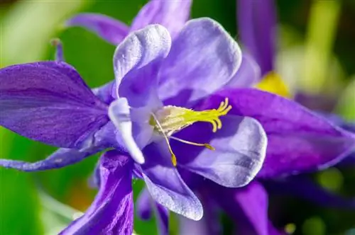 Colombina nel giardino: significato come pianta medicinale e messaggio