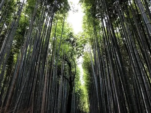 Vida útil do bambu: Quantos anos a planta da grama pode ter?