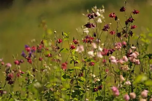 columbine weed