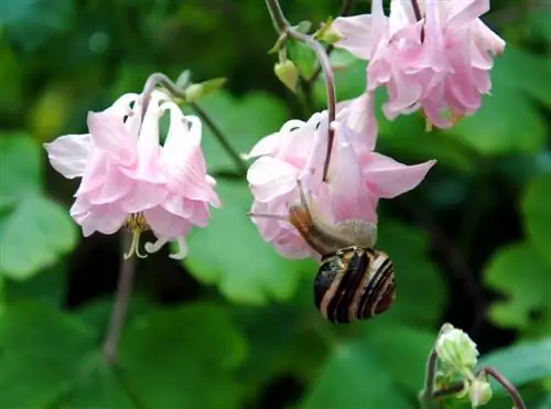 Beschermt de akeleiplant tegen slakken in de tuin?