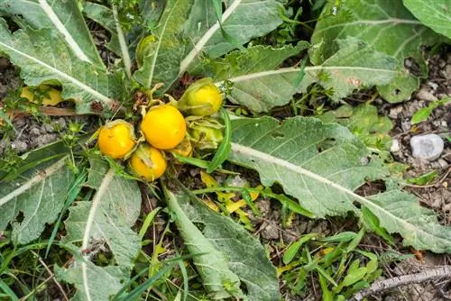 Eet mandrake: Hoekom is dit gevaarlik en giftig?