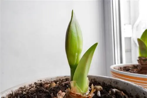 Amaryllis: Okouzlující pupen a jeho vývoj