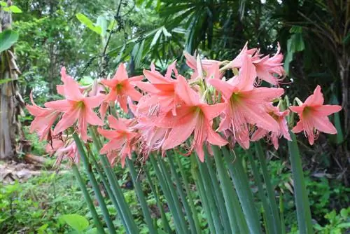 Ritterstern og Amaryllis: Hvad er forskellene?