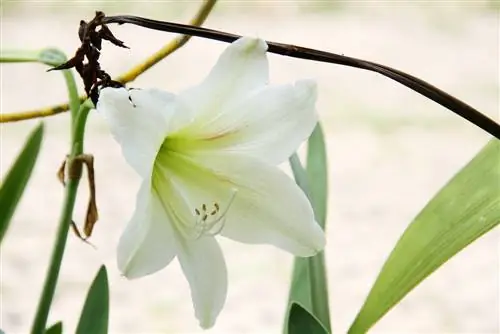 Is uw amaryllis ziek? Symptomen en behandelmethoden