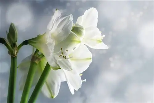 Amaryllis and frost: protection and proper care in winter