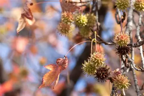 Sweet gum seeds: properties and cultivation made easy