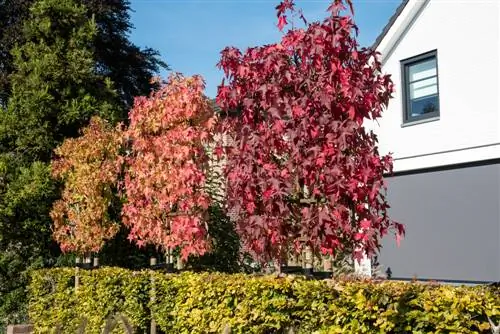 amber tree front yard