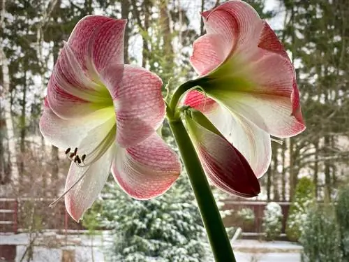 Amaryllis and cold: How much cold can the plant tolerate?