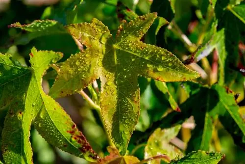 Kenali serangan kulat pada pokok sweetgum dan bertindak balas dengan betul