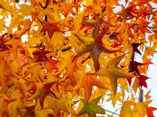 Palla dolce dell'albero della gomma: rileva e cura le malattie