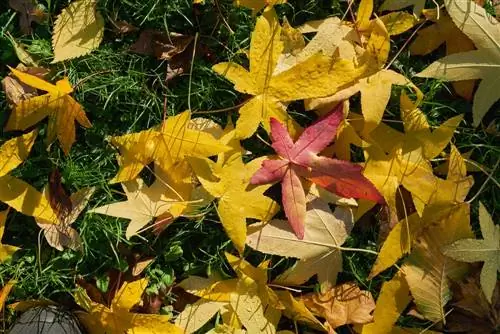 Sweetgum tree doesn't lose leaves: Is this normal?