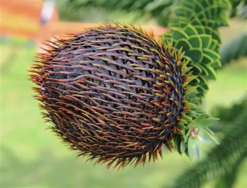 andean archa konuslari