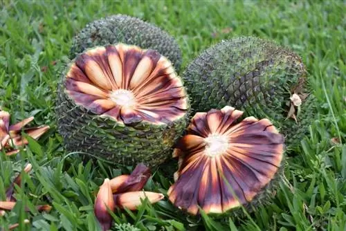 andean fir seeds