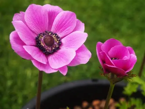 anemone-in-pot