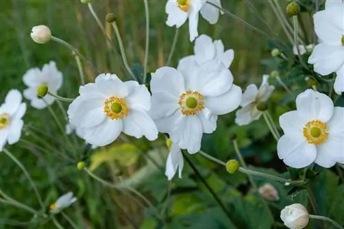 culoarea anemonei