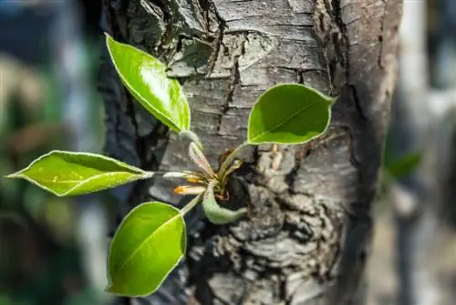 remova os brotos do tronco da árvore