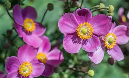 Anemone Betekenis: Ontdek die simboliek van hierdie delikate blom