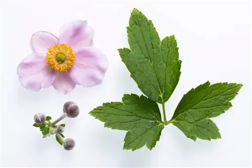 Anemone Leaves: Features, Care and Problems