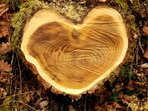 Estructura del tronco de un árbol: todo lo que necesitas saber, desde la corteza hasta el duramen