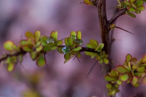 Berberis uten torner: Finnes det slike hekkplanter?