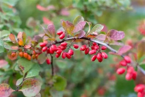 barberry linnut