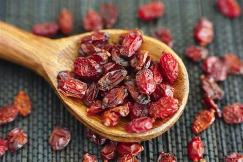 Mengeringkan barberry sendiri: tips dan instruksi