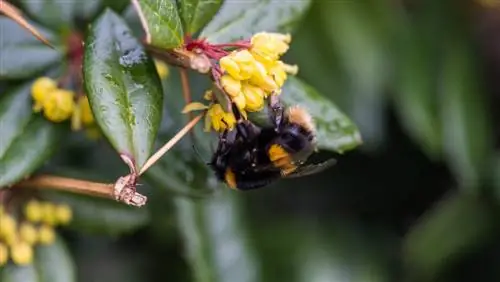 berberis bye