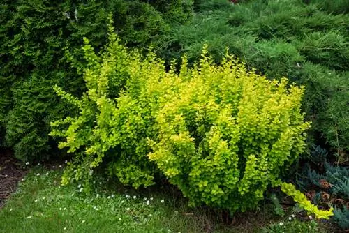 berberis schaduw