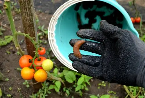 Se débarrasser des escargots : des méthodes efficaces pour son jardin