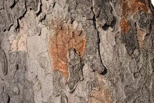 Determine tree species through bark analysis: Here's how it works