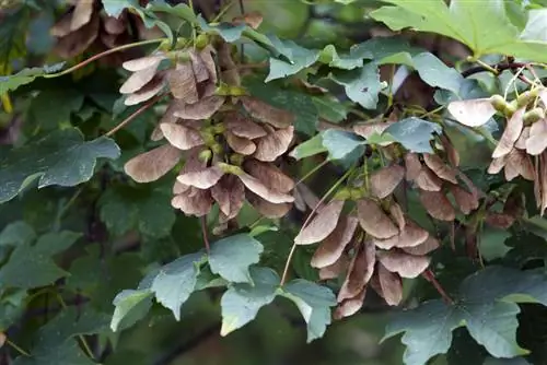 sycamore vaahteran siemeniä