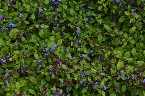 Leadwort for shady gardens: Which type is perfect?