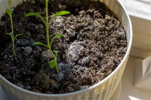 De la moisissure sur le sol des plantes d'intérieur ? Essayez-le avec de la cannelle