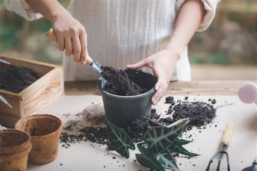 bisakah-Anda-menggunakan-pot-tanah-untuk-tanaman hias