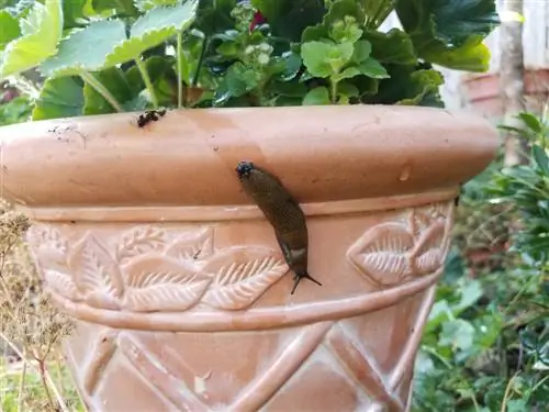 snails-in-potting-soil