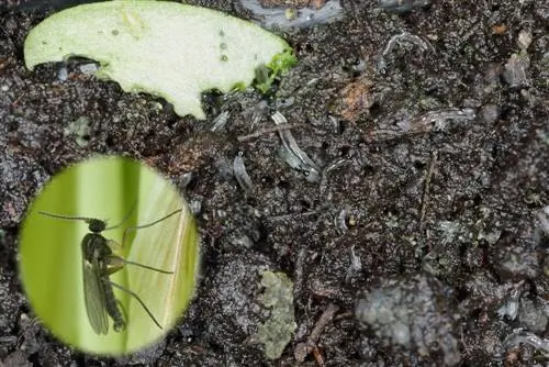 pequenos animais brilhantes no solo para vasos