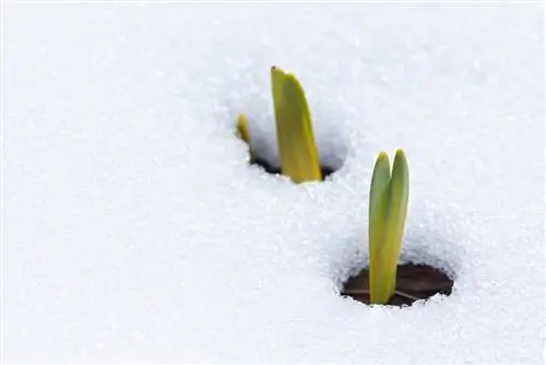 Geada e bulbos de flores: é assim que eles passam bem o inverno