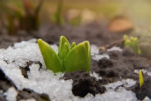 laisser les bulbes à fleurs dans le sol