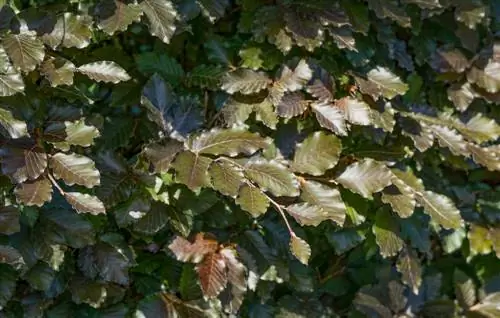 feuilles vertes de hêtre cuivré