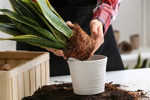 Pourriture des racines dans le chanvre arc ? Comment sauver votre plante